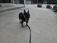 Lilly , a female French Bulldog for sale in Harlan, IN – 4 of 5