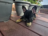 Liam , a male French Bulldog for sale in Harlan, IN – 1 of 7