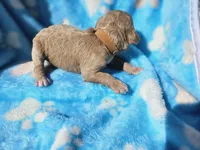 Nick, a male Goldendoodle for sale in Harlan, IN – 5 of 5