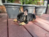 Lacy, a female French Bulldog for sale in Harlan, IN – 4 of 5