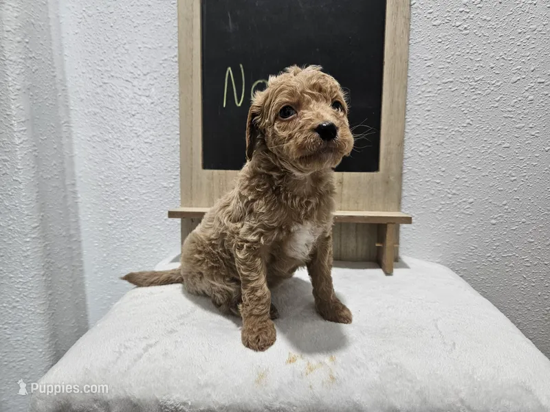 Nora – Goldendoodle puppy for sale in Harlan, IN