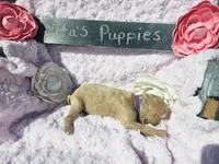 Nora, a female Goldendoodle for sale in Harlan, IN – 8 of 8