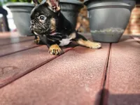 Lacy, a female French Bulldog for sale in Harlan, IN – 2 of 5