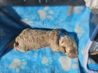Niles, a male Goldendoodle for sale in Harlan, IN – 4 of 5