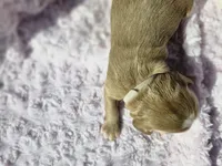 Nicole , a female Goldendoodle for sale in Harlan, IN – 5 of 5