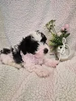 Texas, a female Chinese Crested and Poodle - Miniature  for sale in Boynton Beach, FL – 2 of 2