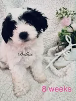 Dallas, a female Chinese Crested and Poodle - Miniature  for sale in Boynton Beach, FL – 2 of 2