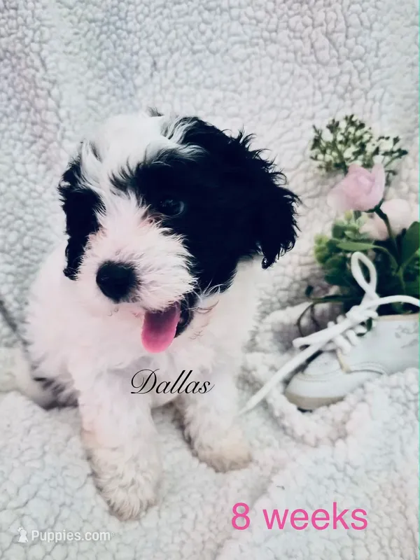 Dallas – Chinese Crested, Poodle - Miniature  puppy for sale in Boynton Beach, FL