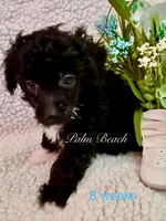 Palm Beach, a male Poodle - Miniature  for sale in Boynton Beach, FL – 2 of 2