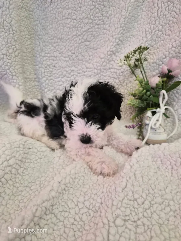 Texas – Chinese Crested, Poodle - Miniature  puppy for sale in Boynton Beach, FL