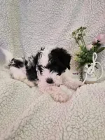 Texas, a female Chinese Crested and Poodle - Miniature  for sale in Boynton Beach, FL – 1 of 2