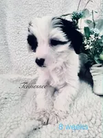 Tennessee , a male Chinese Crested and Poodle - Miniature  for sale in Boynton Beach, FL – 1 of 1