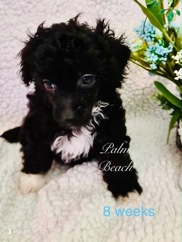 Palm Beach – Poodle - Miniature  puppy for sale in Boynton Beach, FL