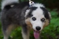 Canoli, a male Pomsky for sale in Portland, OR – 2 of 4