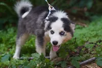 Canoli, a male Pomsky for sale in Portland, OR – 4 of 4