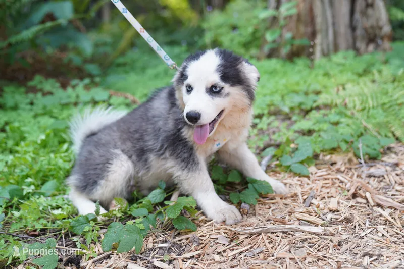 Canoli – Pomsky puppy for sale in Portland, OR