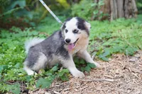 Canoli, a male Pomsky for sale in Portland, OR – 1 of 4