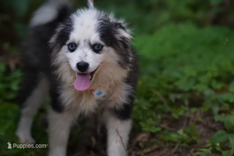 Plush – Pomsky puppy for sale in Portland, OR