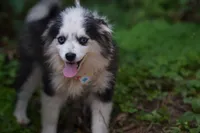 Plush, a male Pomsky for sale in Portland, OR – 1 of 4