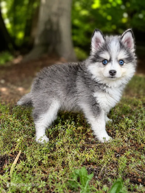 Bunny , a female Pomsky for sale in Portland, OR – 1 of 1