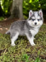 Bunny , a female Pomsky for sale in Portland, OR – 1 of 1
