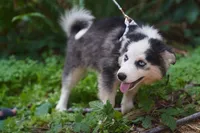 Canoli, a male Pomsky for sale in Portland, OR – 3 of 4