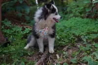 Plush, a male Pomsky for sale in Portland, OR – 2 of 4