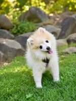 Orange Crush, a male Pomsky for sale in Portland, OR – 2 of 2