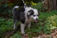 Plush, a male Pomsky for sale in Portland, OR – 3 of 4