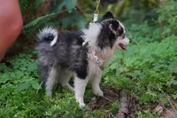 Plush, a male Pomsky for sale in Portland, OR – 4 of 4