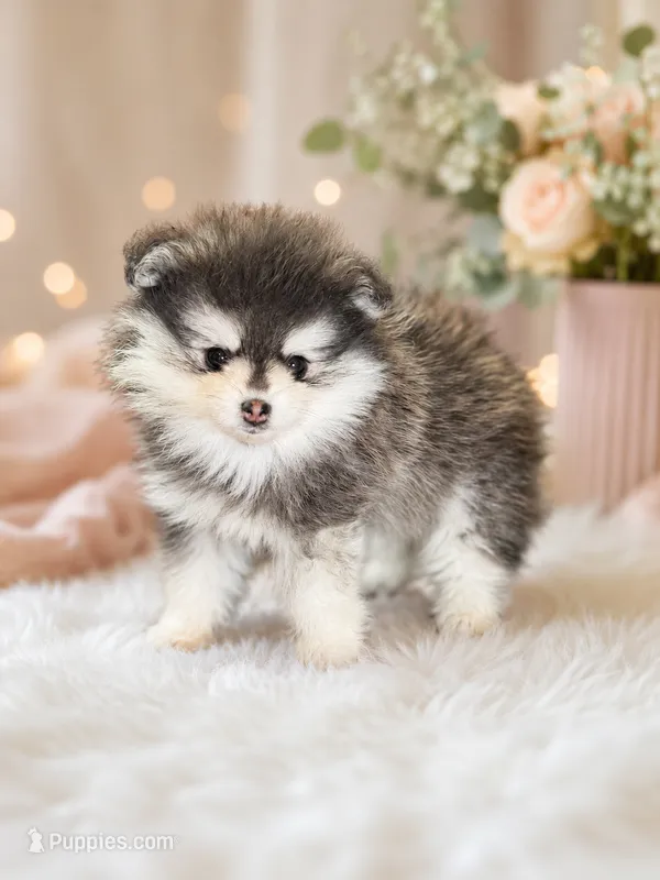 Sarabi, a female Pomsky for sale in Portland, OR – 1 of 1