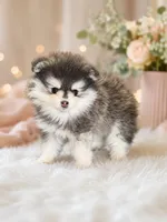 Sarabi, a female Pomsky for sale in Portland, OR – 1 of 1
