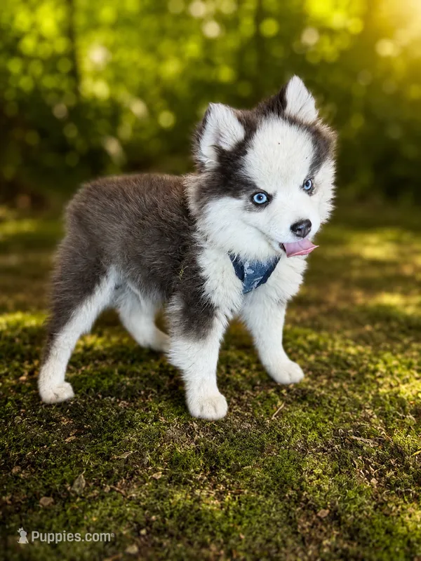 Butler, a male Pomsky for sale in Portland, OR – 1 of 1