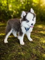 Butler, a male Pomsky for sale in Portland, OR – 1 of 1