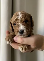 Patches, a male Goldendoodle for sale in Elephant Butte, NM – 4 of 4