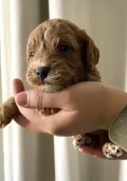 Gravy, a male Goldendoodle for sale in Elephant Butte, NM – 2 of 4
