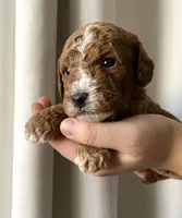 Patches, a male Goldendoodle for sale in Elephant Butte, NM – 2 of 4