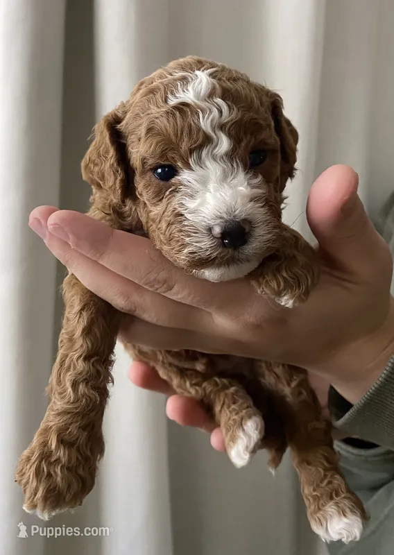 Biscuit – Goldendoodle puppy for sale in Elephant Butte, NM