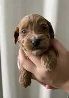 Hickory, a male Goldendoodle for sale in Elephant Butte, NM – 1 of 3