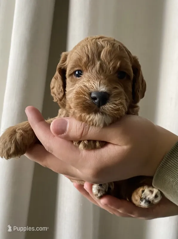 Gravy – Goldendoodle puppy for sale in Elephant Butte, NM
