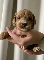 Gravy, a male Goldendoodle for sale in Elephant Butte, NM – 1 of 4