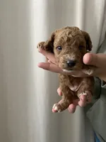 Pumpkin, a female Goldendoodle for sale in Elephant Butte, NM – 6 of 6