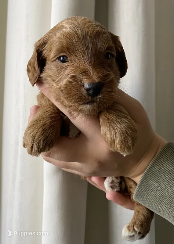 Chestnut  – Goldendoodle puppy for sale in Elephant Butte, NM