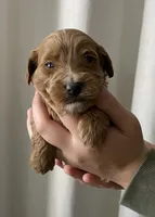 Hickory, a male Goldendoodle for sale in Elephant Butte, NM – 2 of 3