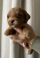 Chestnut , a male Goldendoodle for sale in Elephant Butte, NM – 2 of 4