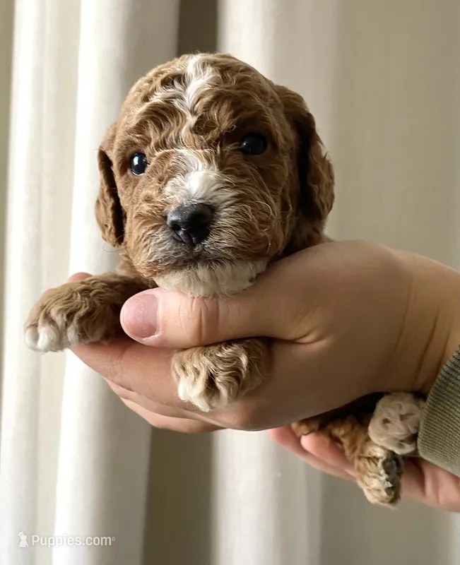 Patches – Goldendoodle puppy for sale in Elephant Butte, NM
