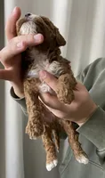 Biscuit, a male Goldendoodle for sale in Elephant Butte, NM – 2 of 2