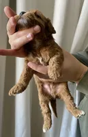 Gravy, a male Goldendoodle for sale in Elephant Butte, NM – 3 of 4