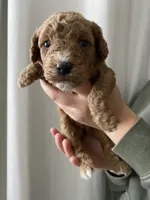 Pumpkin, a female Goldendoodle for sale in Elephant Butte, NM – 5 of 6