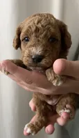 Pumpkin, a female Goldendoodle for sale in Elephant Butte, NM – 2 of 6
